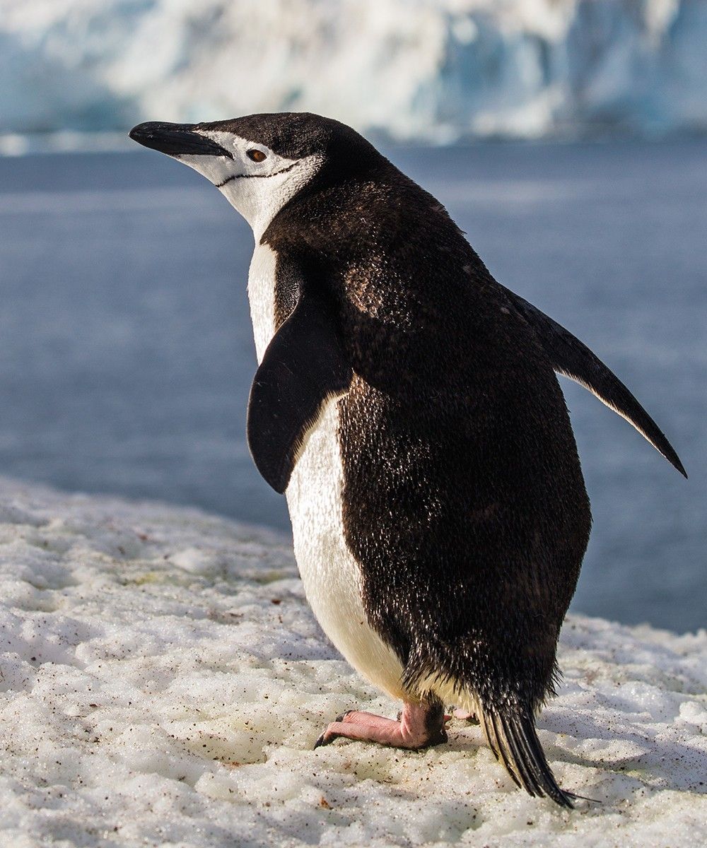 A Wildlife Trip to Antarctica