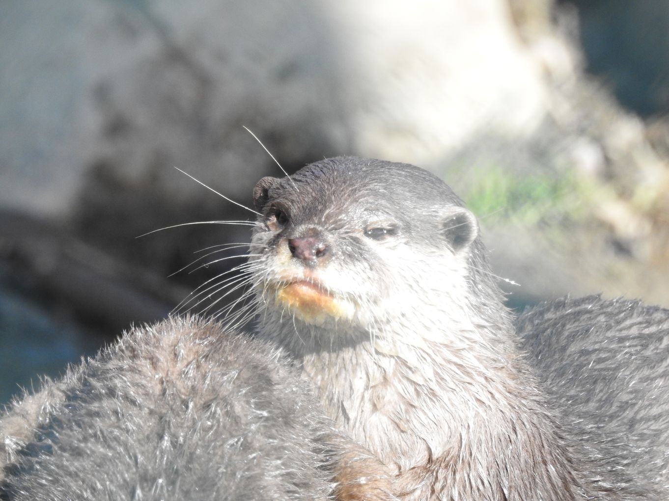 Lake District Wildlife Park