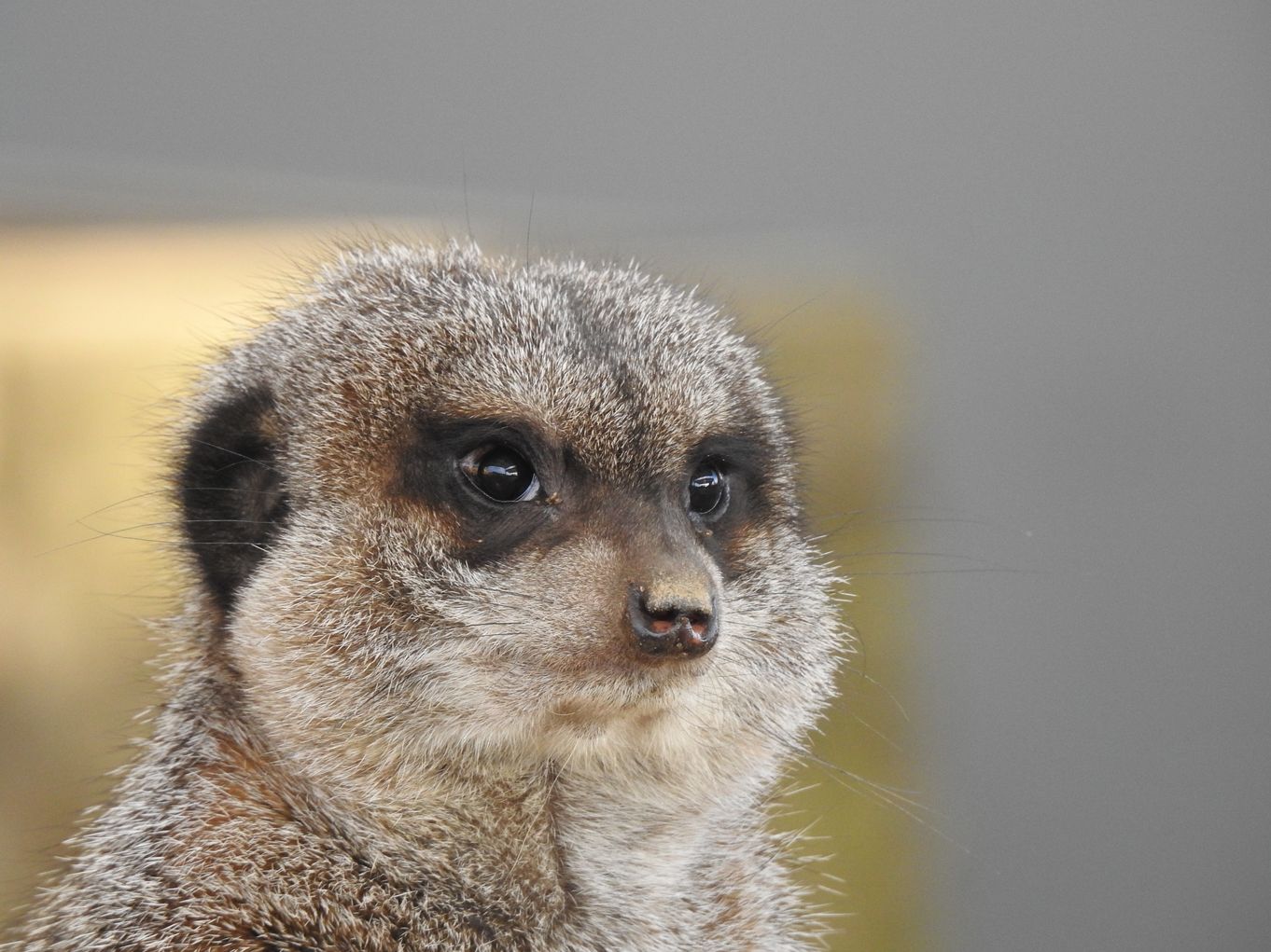 Lake District Wildlife Park