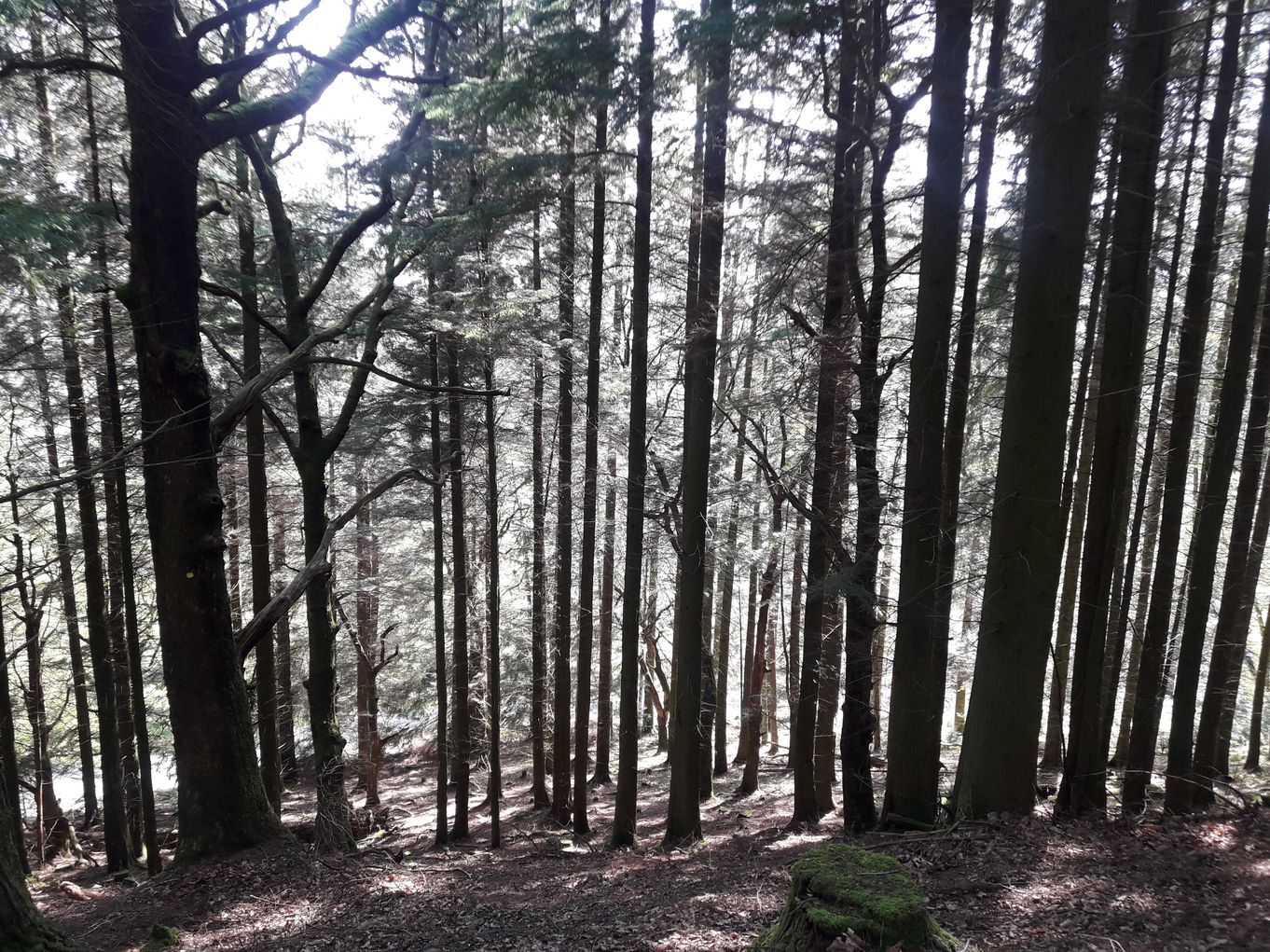 Shinrin-Yoku, the Japanese art of Forest bathing comes to Whinlatter 