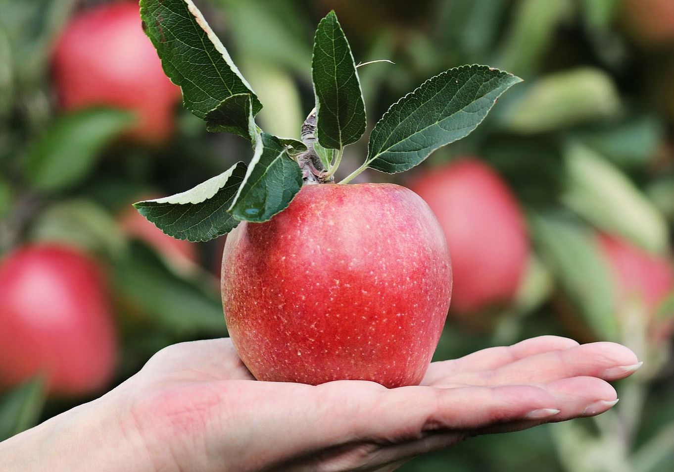 Apple Celebrations!