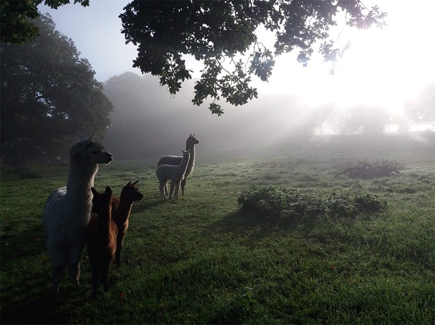 The Lakes Distillery