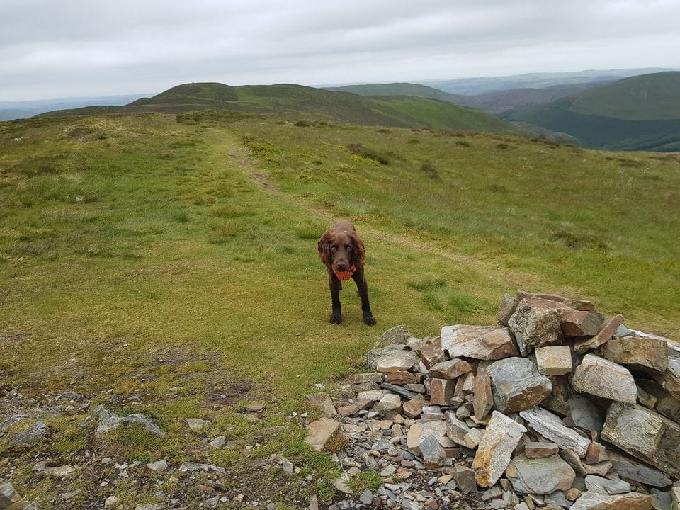 Whinlatter Walks