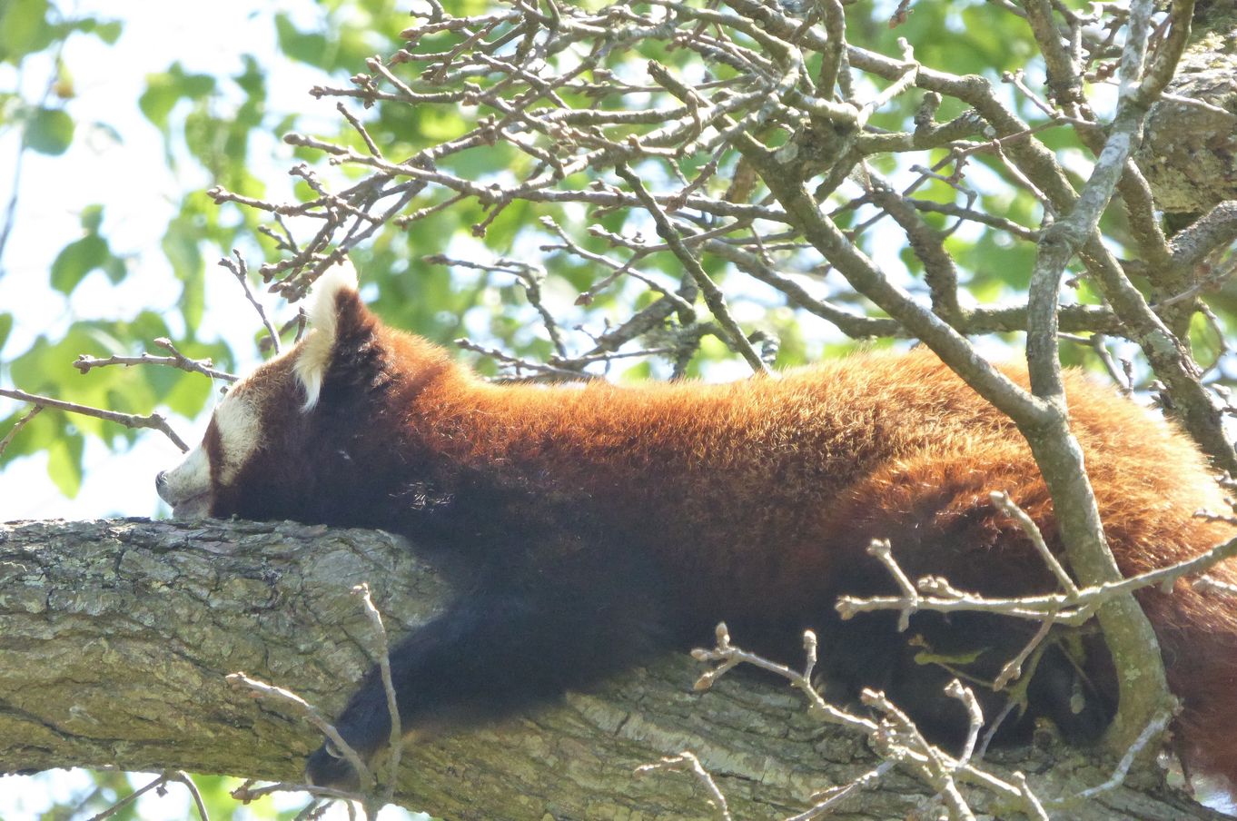 lake district wildlife park.jpg