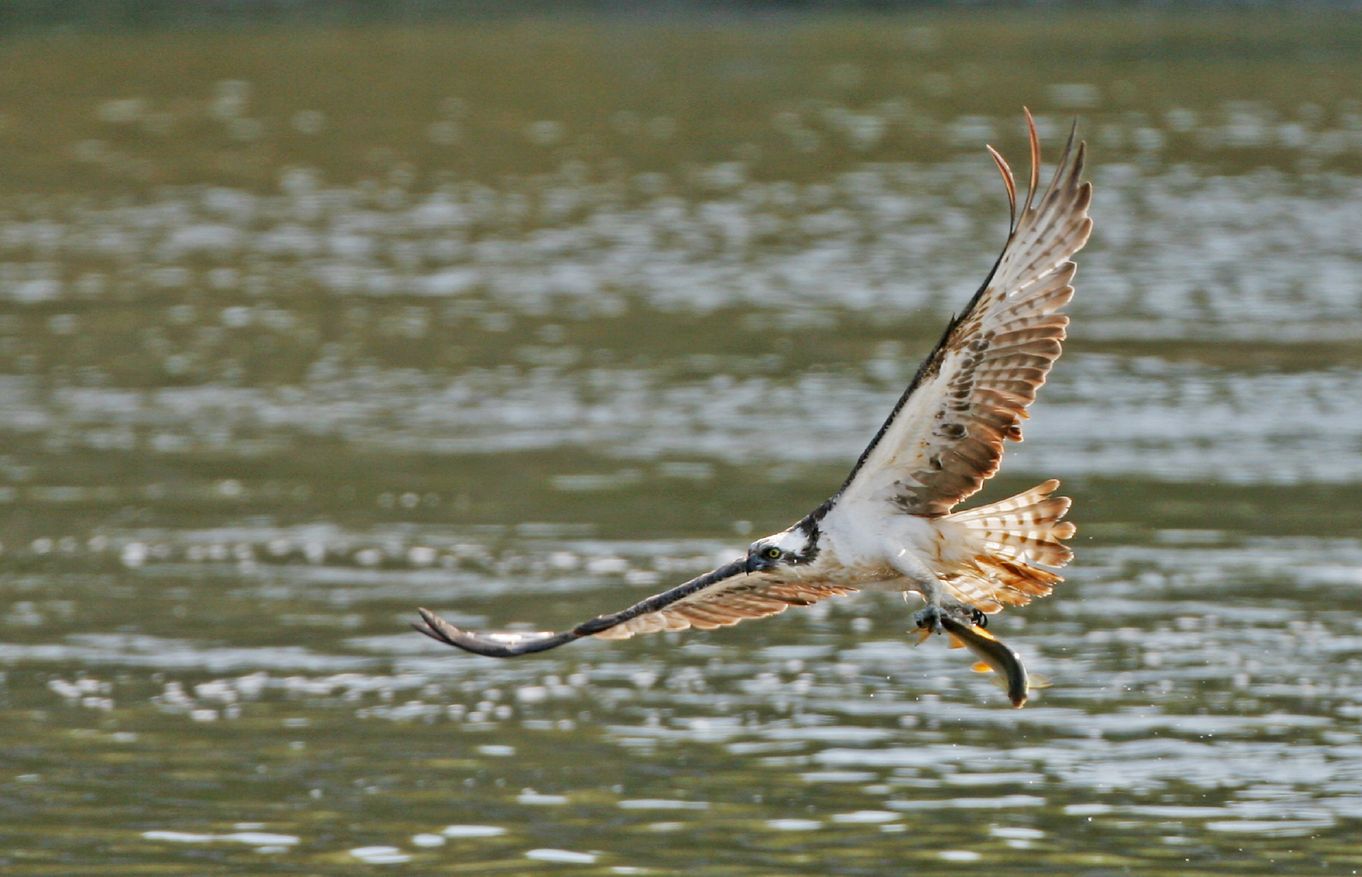Ospreys at Basenthwaite Lake