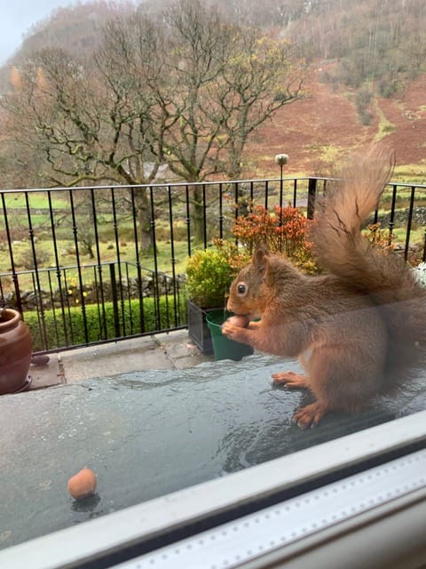 Squirrel on a windowsill eating a nut