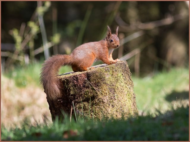 Squirrel on a tree stump