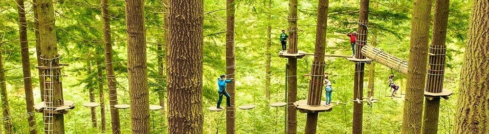 Go Ape Whinlatter Forest