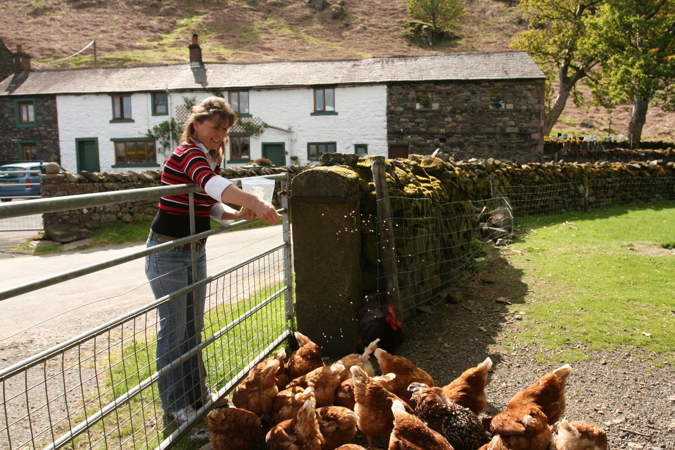 hen feeding at mosedale end farm b+b.jpg