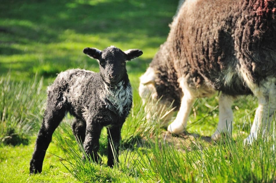 herdwick lamb