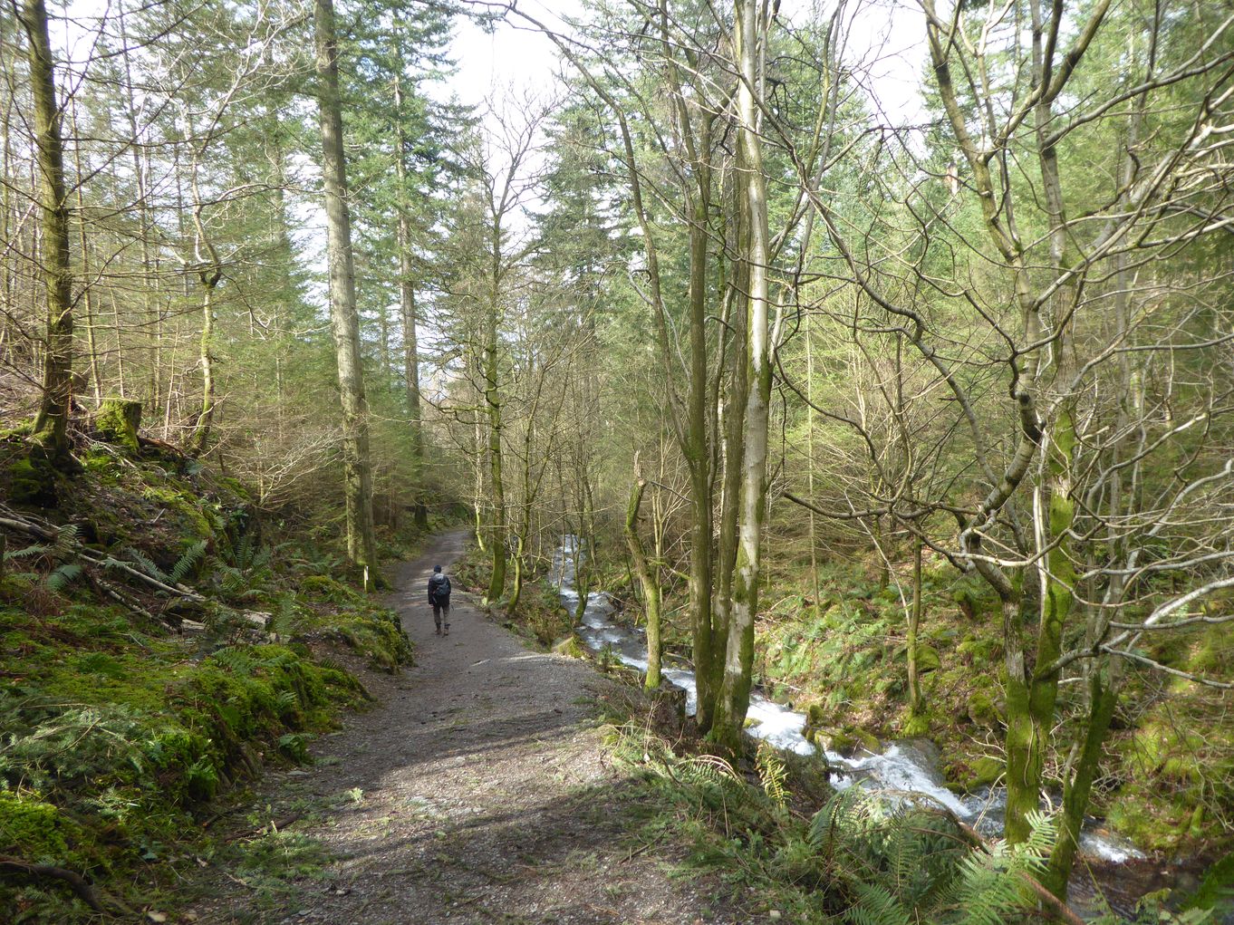Dodd Wood trail