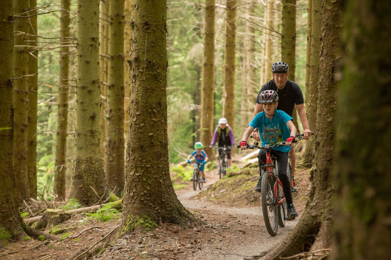 Family cycling in Whinlatter forest