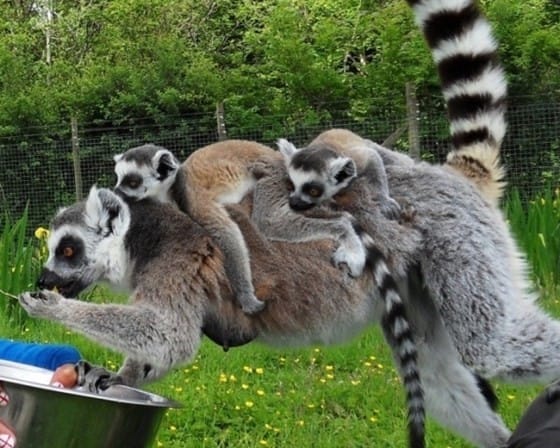 Ring tailed lemurs 