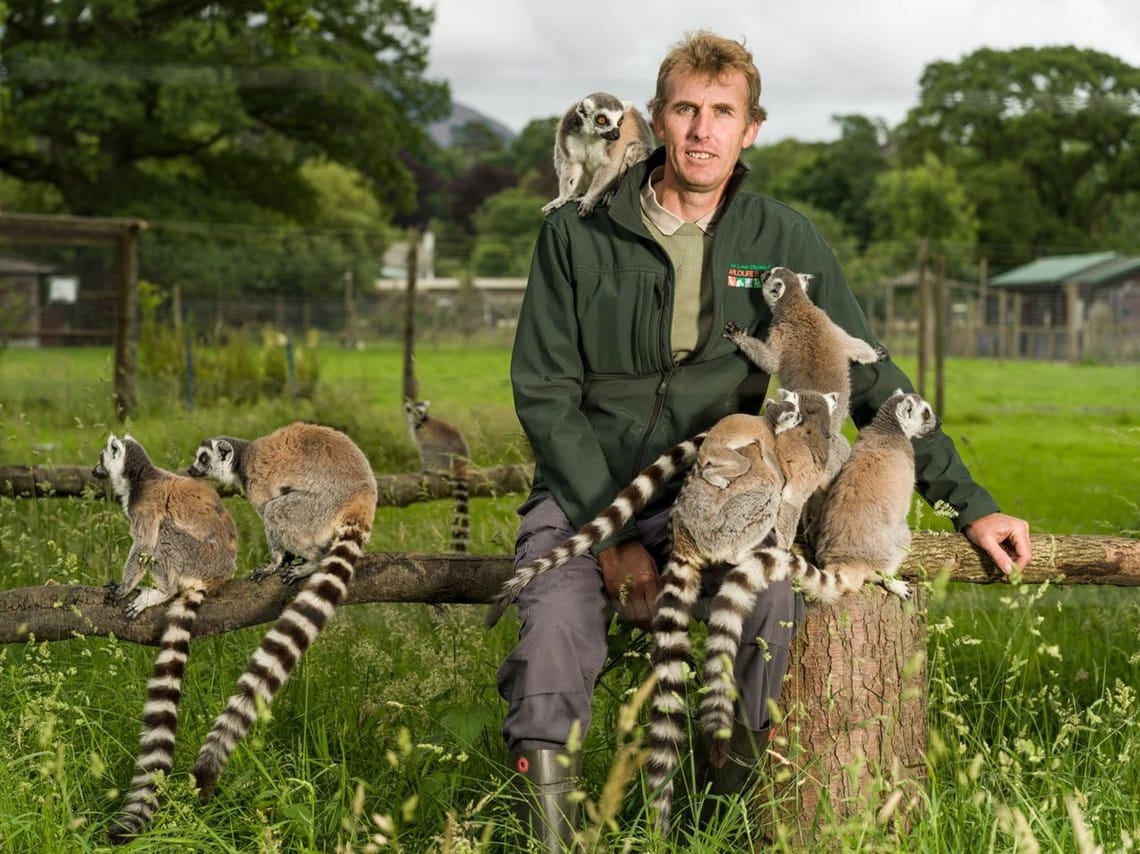 Wildlife park keeper with ringtailed leemurs