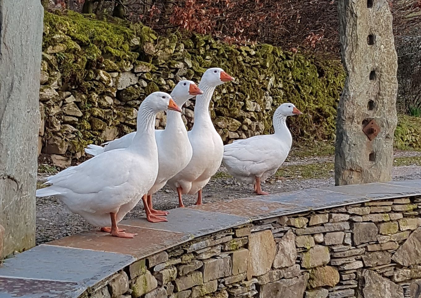 Fornside Farm Cottages
