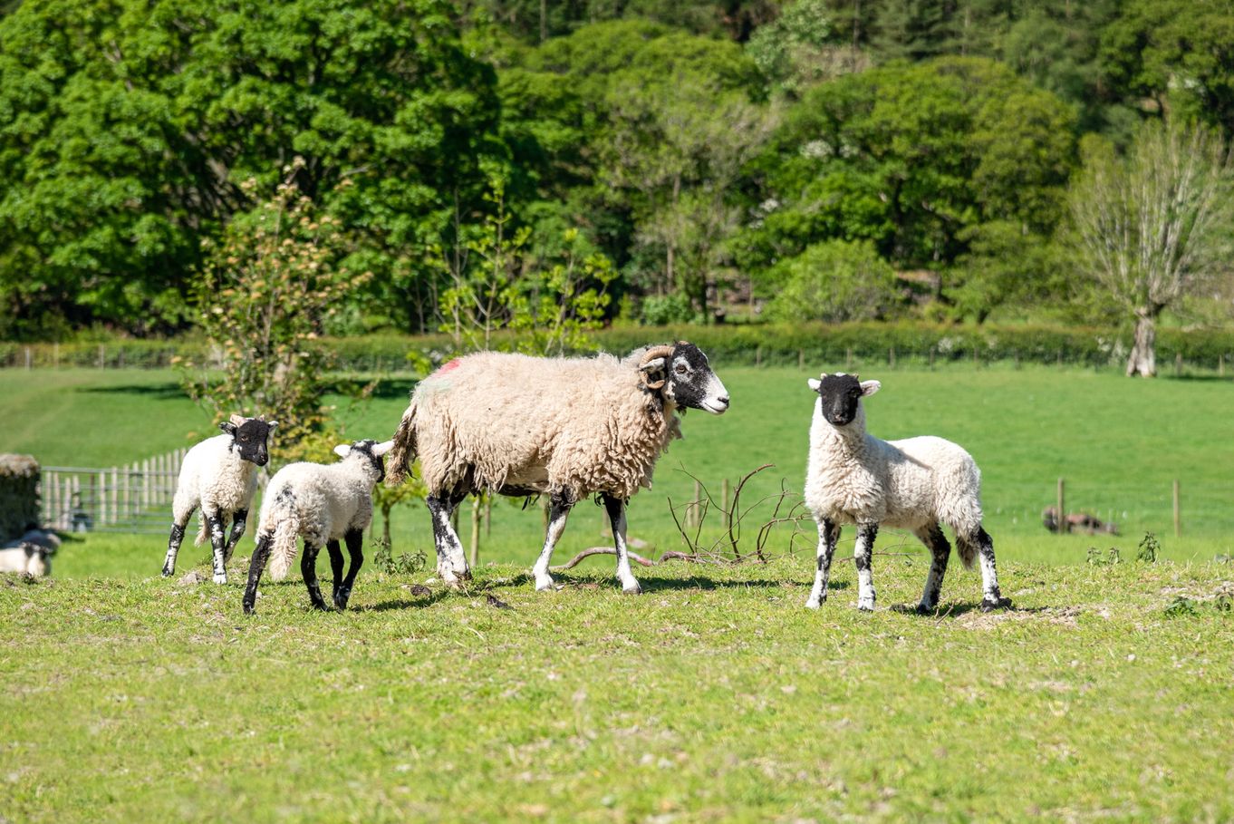Fornside Farm Cottages