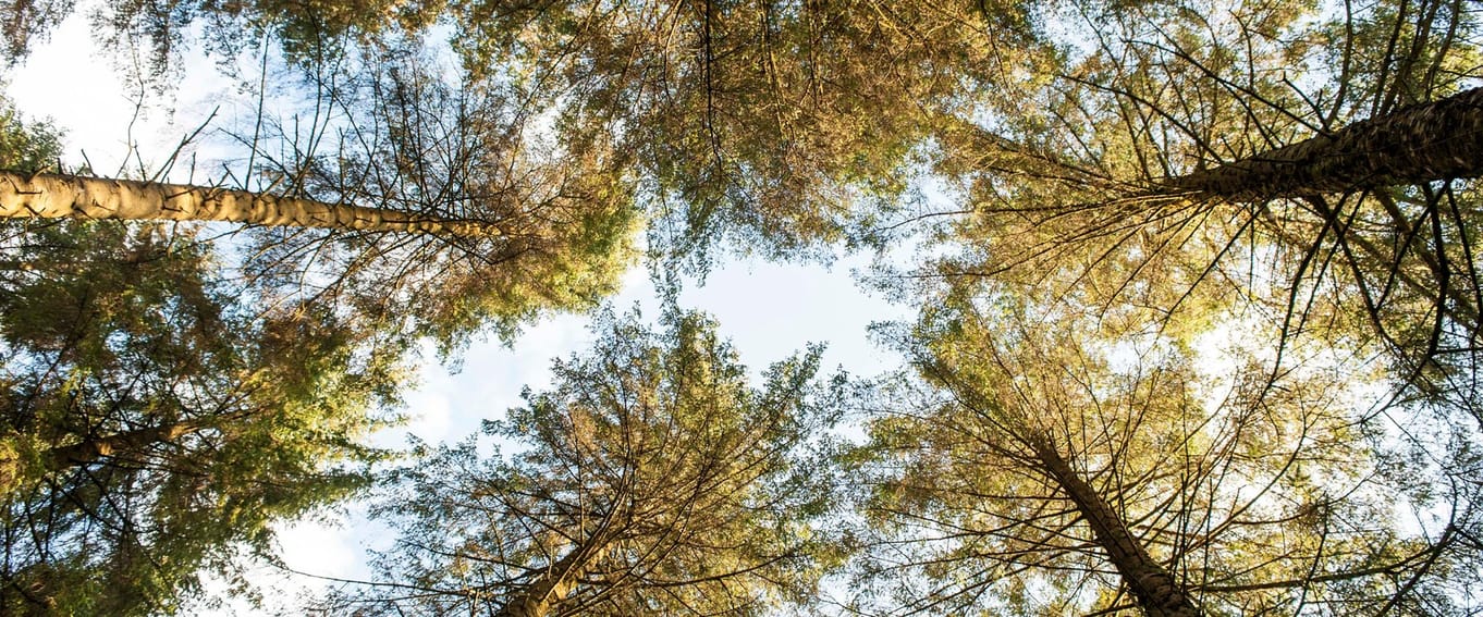 Forest bathing on international forest bathing day