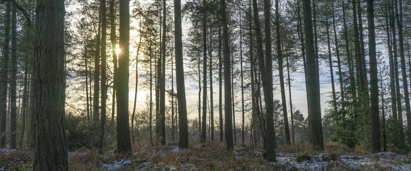 Winter solstice forest bathing & fire ritual