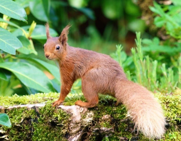 red squirrel