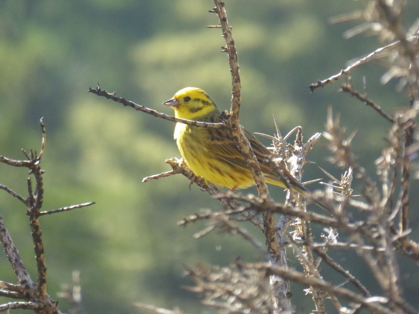 yellowhammer.jpg