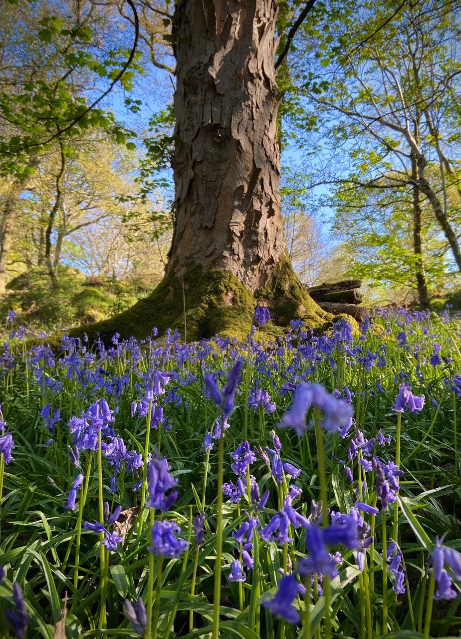 Guided Mindful Bluebell Walk