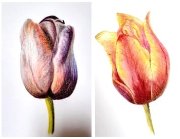 Rediscovering Pencils in Art - Tulips' with Margaret Jarvis