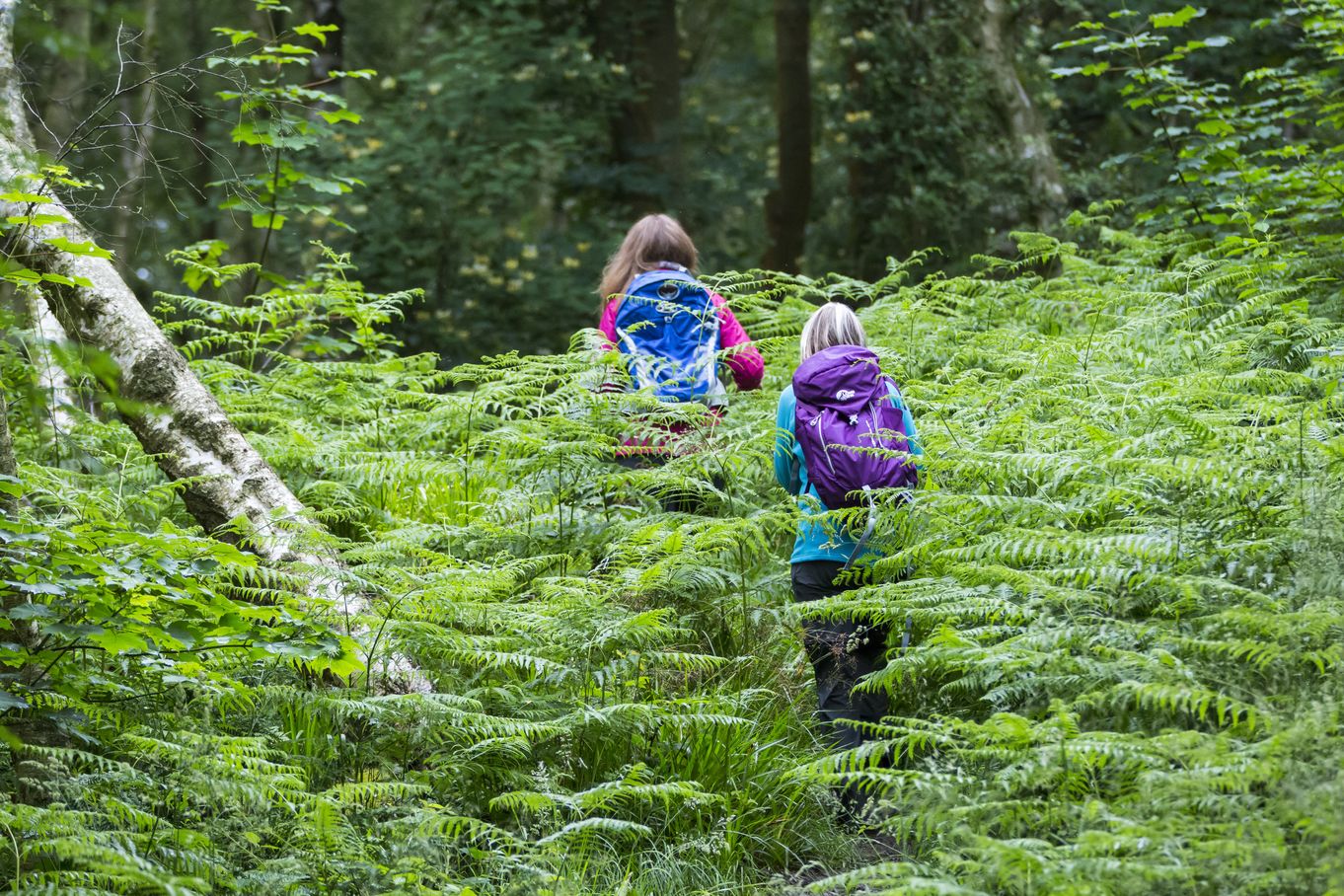 Forest Bathing