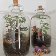 Demijohn Terrarium Workshop