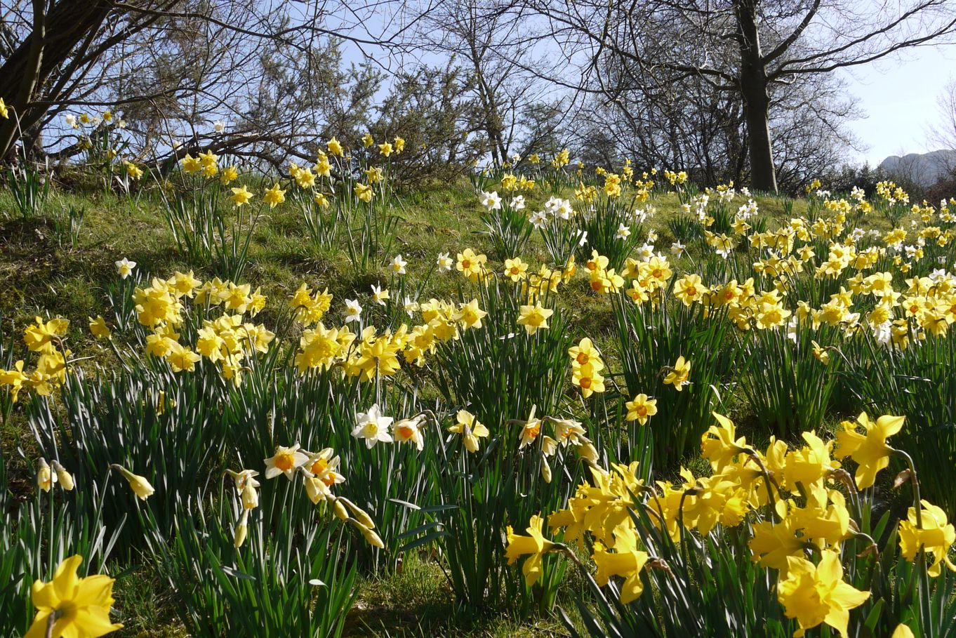 daffodils 1.jpg