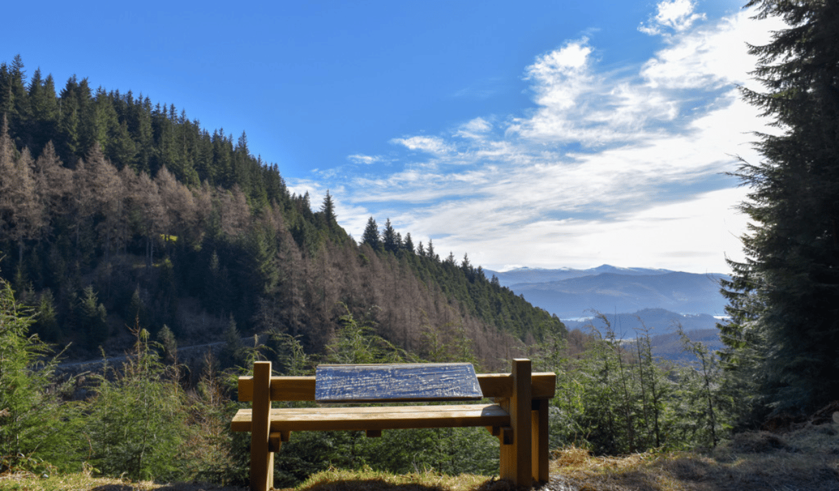 Whinlatter Wow Trail - Exclusive Preview and Afternoon Tea