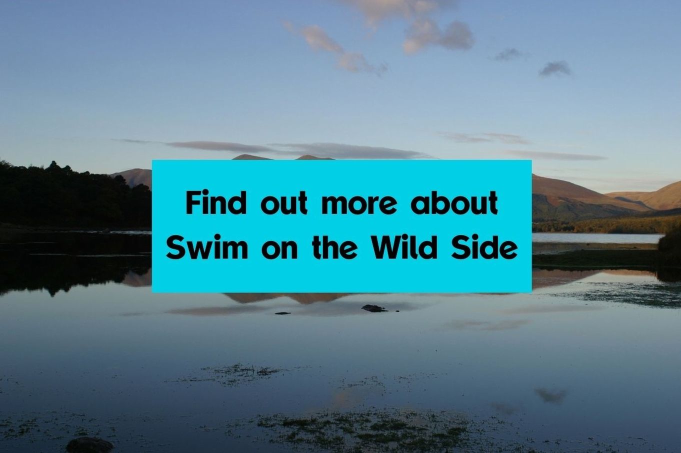 find out more about swim on the wild side.jpg