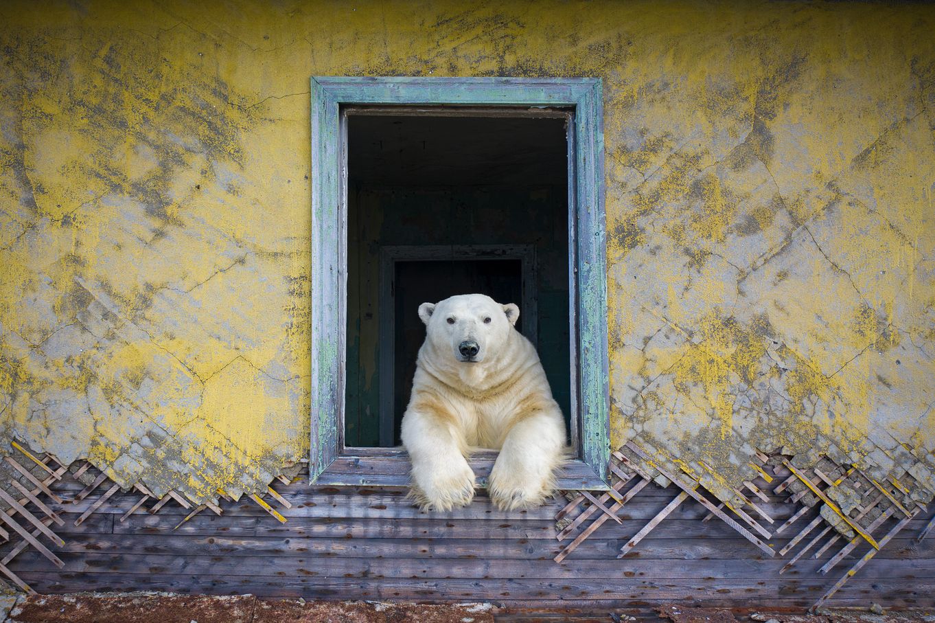 Polar bear in a window