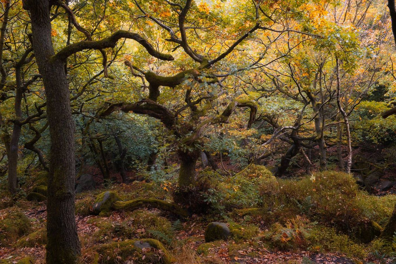 whinlatter autumn.jpg