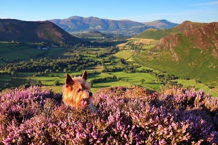 sep-rosie in the newlands valley small.jpg
