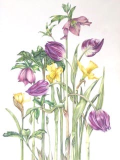 'Botanical Art for the Terrified' with Lis Bramwell 