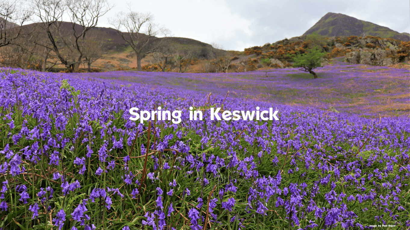 spring in keswick bluebells.png