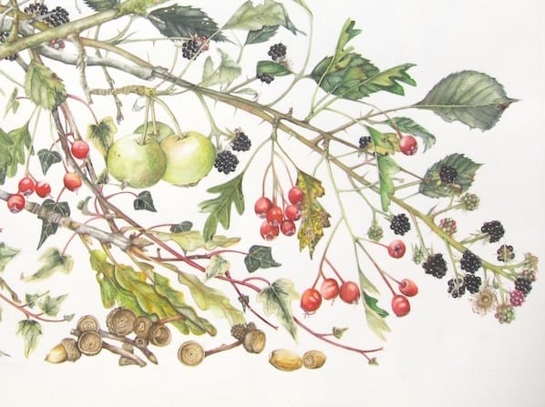 Botanical Art for the Terrified' with Lis Bramwell 