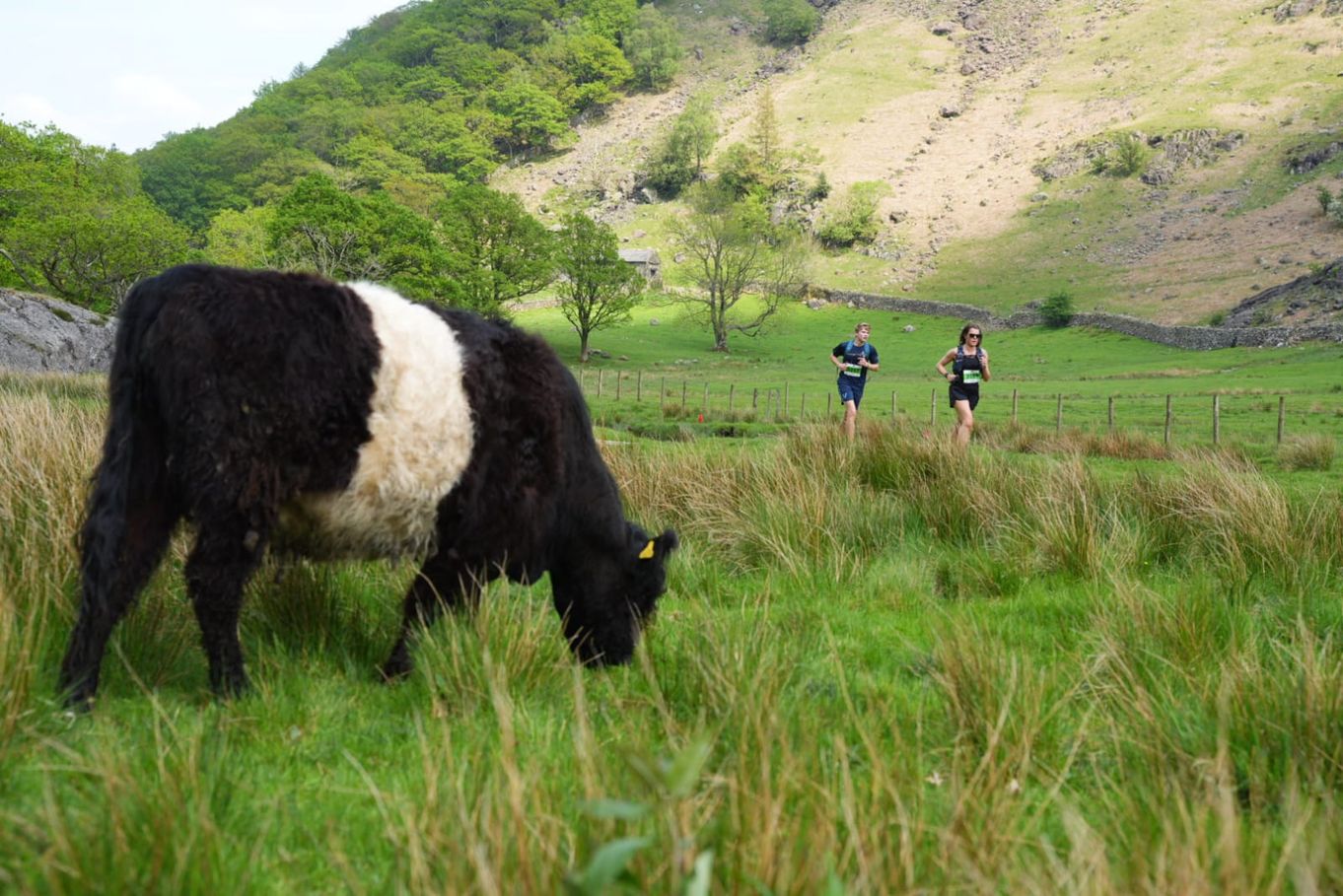Trail runners fail to interest a Belted Galloway cow at KMF 2024