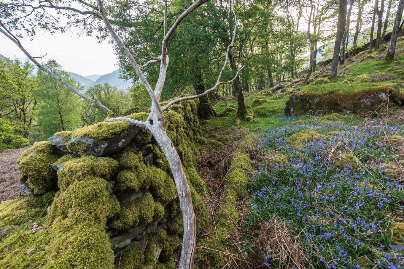 Bluebells growing next to a mossy stone wall in the Borrowdale rainforest_National Trust Images_Paul Harris