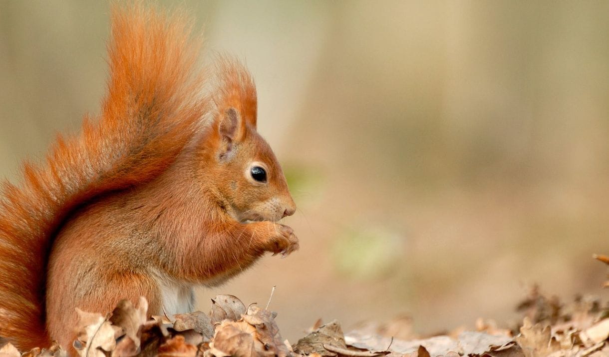 Wow Trail Guided Walk - Red Squirrels