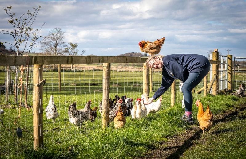 Glamping at Mosedale End Farm