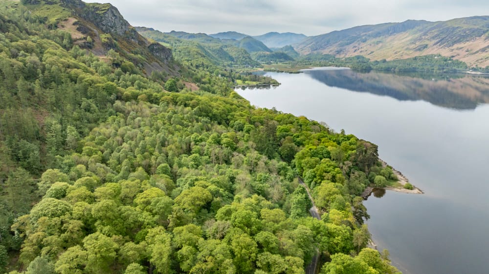 Guided walk: improving the health of Keswick's woodlands