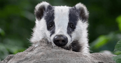 Lunchtime Talk – Co-habiting with Badgers