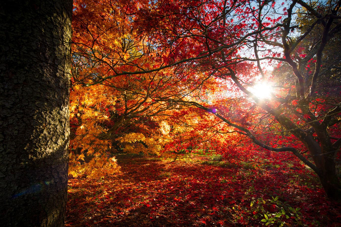 Red and orange autumn woodland scene. Forestry England/Crown copyright