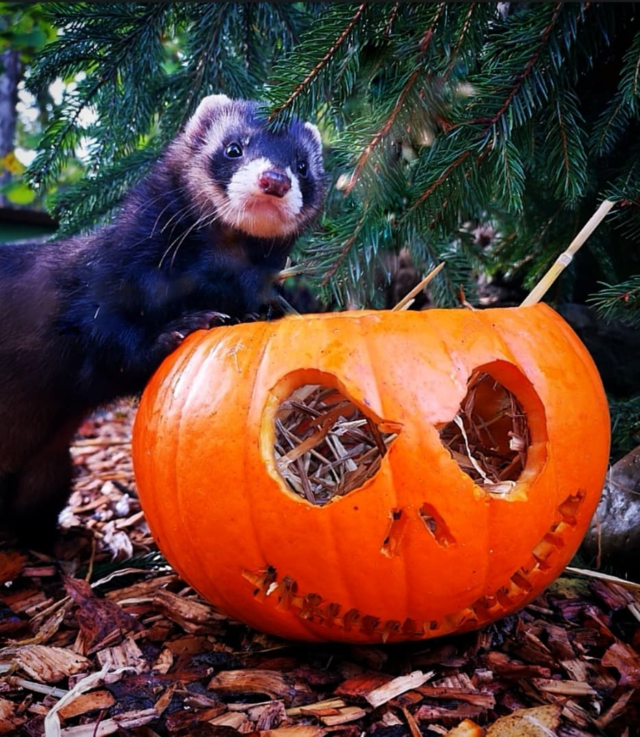 polecat halloween.jpg