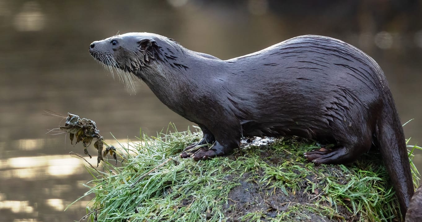 Illustrated Talk: From Leafhoppers to Otters by Tony Marsh