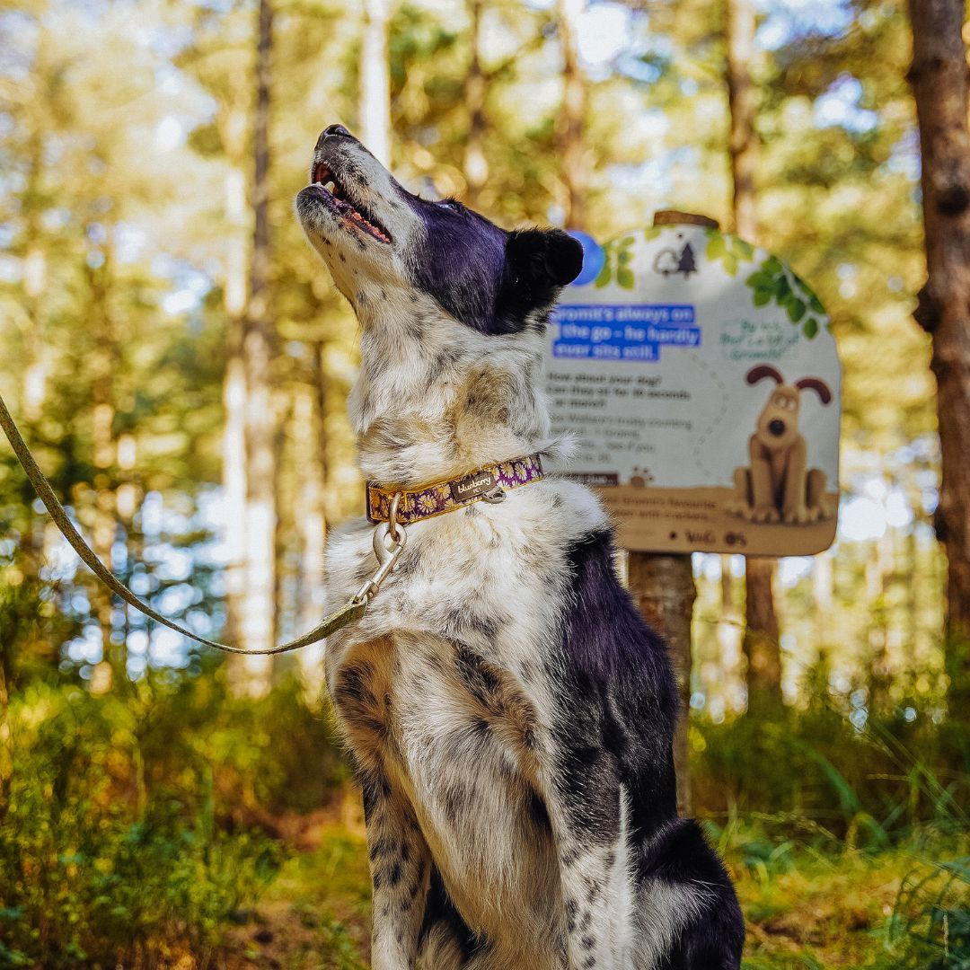 dog looking up at owner in front of trail sign.jpg