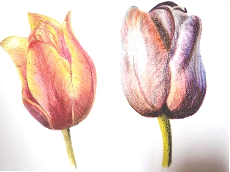 Rediscovering Pencils in Art - Spring Flowers' with Margaret Jarvis