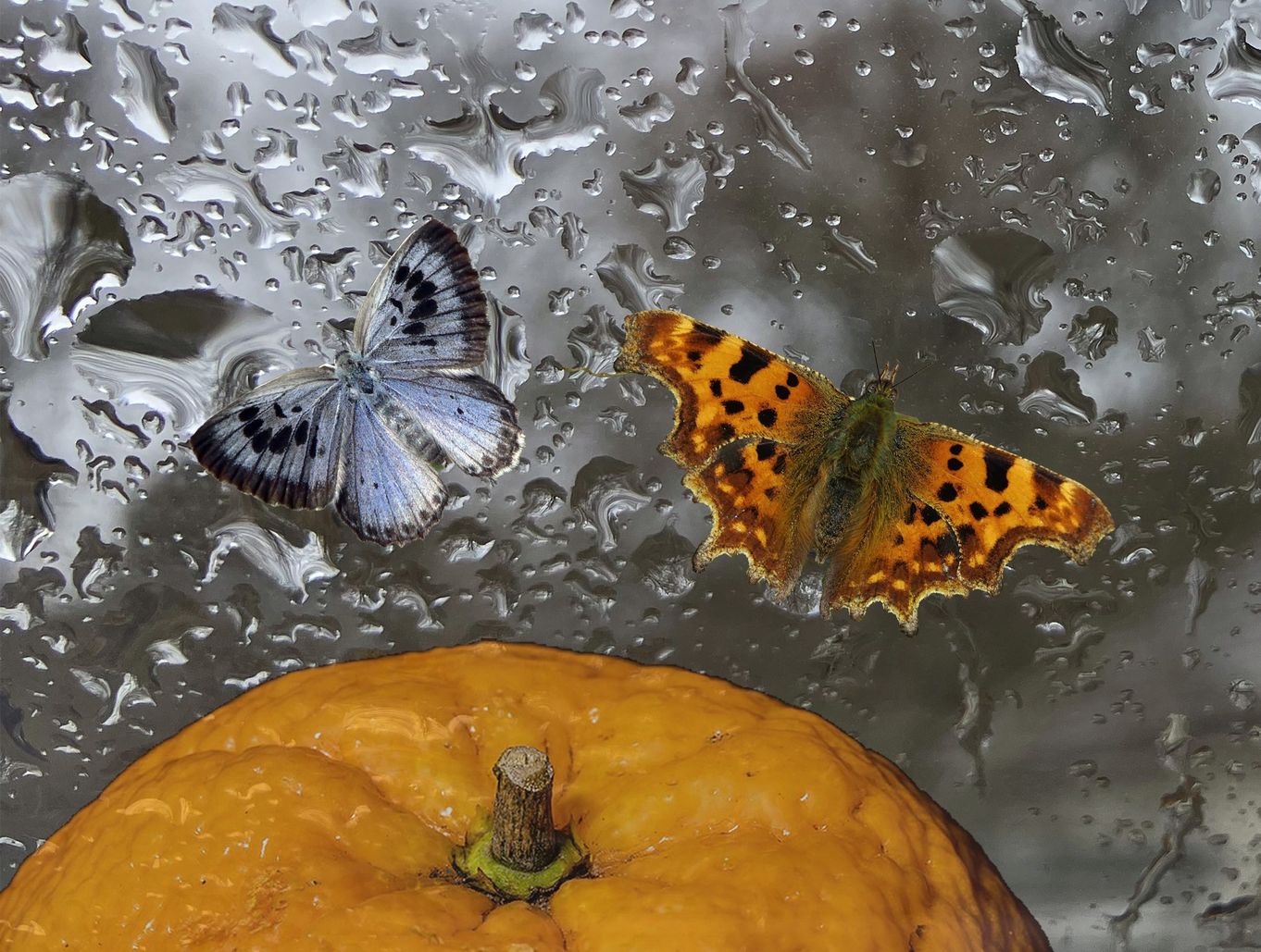 Nancy's Orange and The Butterfly Collector