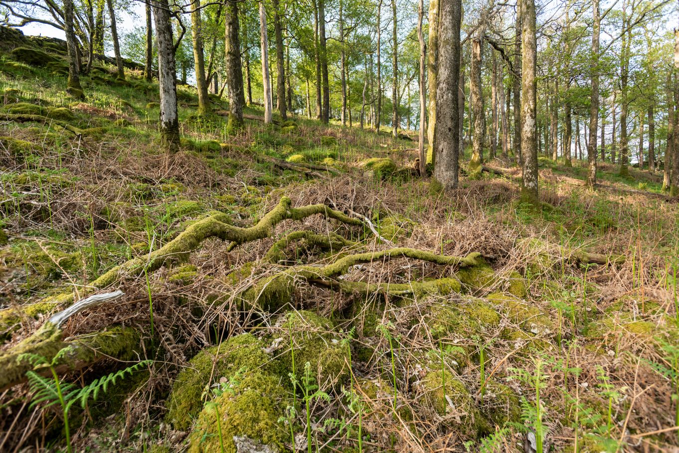 Community coppicing days